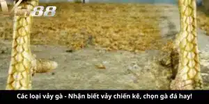các loại vảy gà